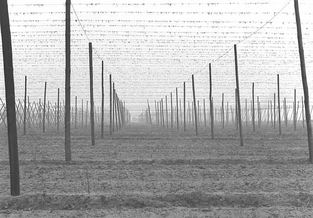 PKP 4-6-0 OK22 31 on a freight train south a few miles north of Plastowo. April 5 1996