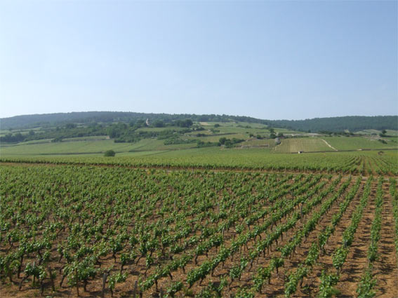 A typical view from the train between Le Creusot and Chagny - Burgundy country.