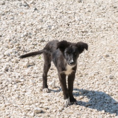 DSC4368  One of the many many apparently stray dogs in Romania. I think this chap would have happily got in my car and come with me! : Romania