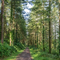 DSC0471 : Cornwall, Looe & Caradon Railway