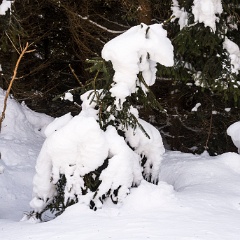 DSC4961 : Germany, HSB, Harz