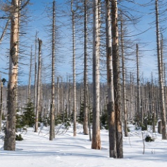 DSC4965 : Germany, HSB, Harz