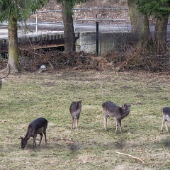 DSC6514 : Germany, HSB, Harz