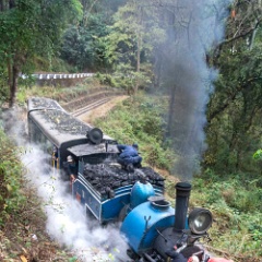 DSC2957  Sanders in action. : India