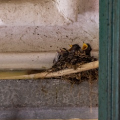 DSC9163 : North Wales, Talyllyn Railway