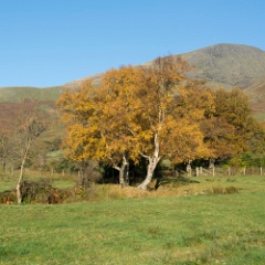 DSC6192  Another golden tree. : Lake District