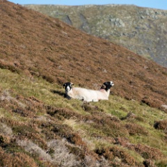 DSC6220  A Double Fairlie sheep? : Lake District
