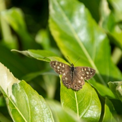 DSC1381 : North Wales
